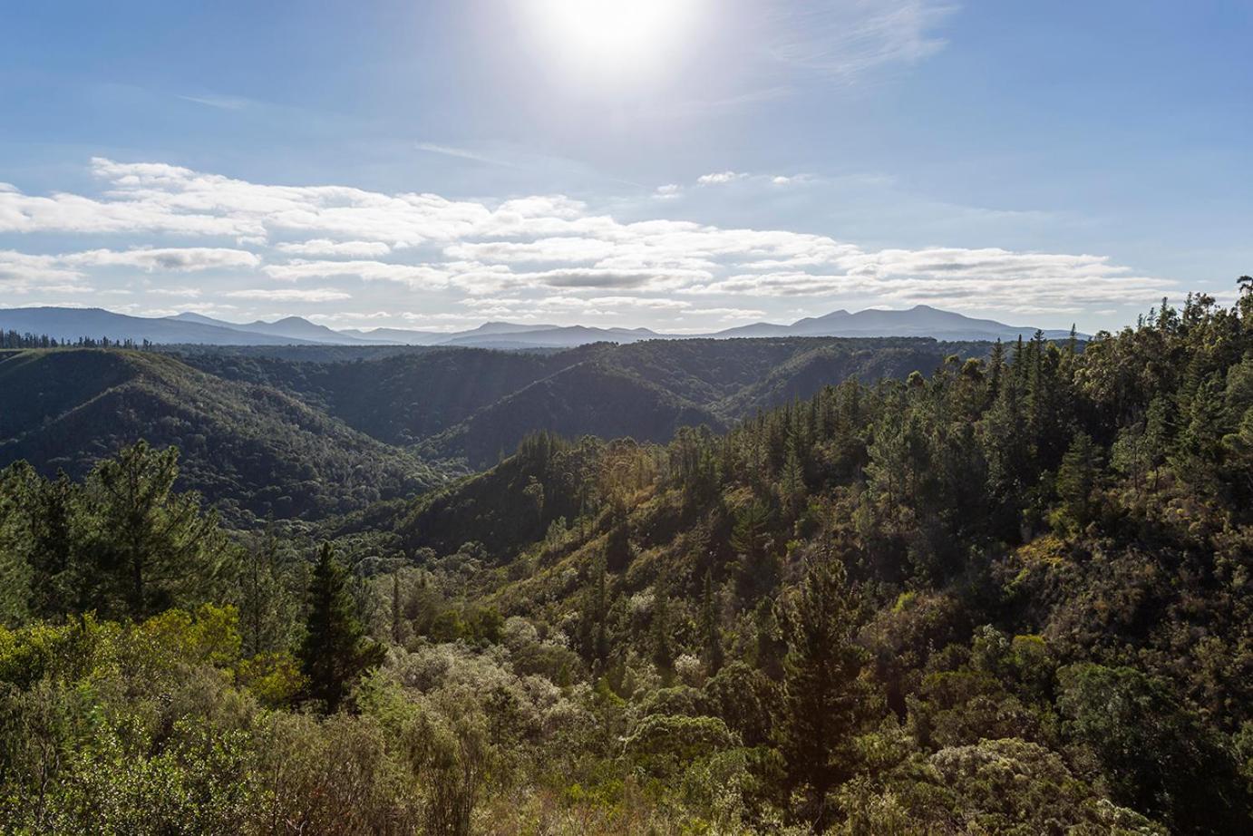 Forest Valley Cottages Knysna Eksteriør bilde
